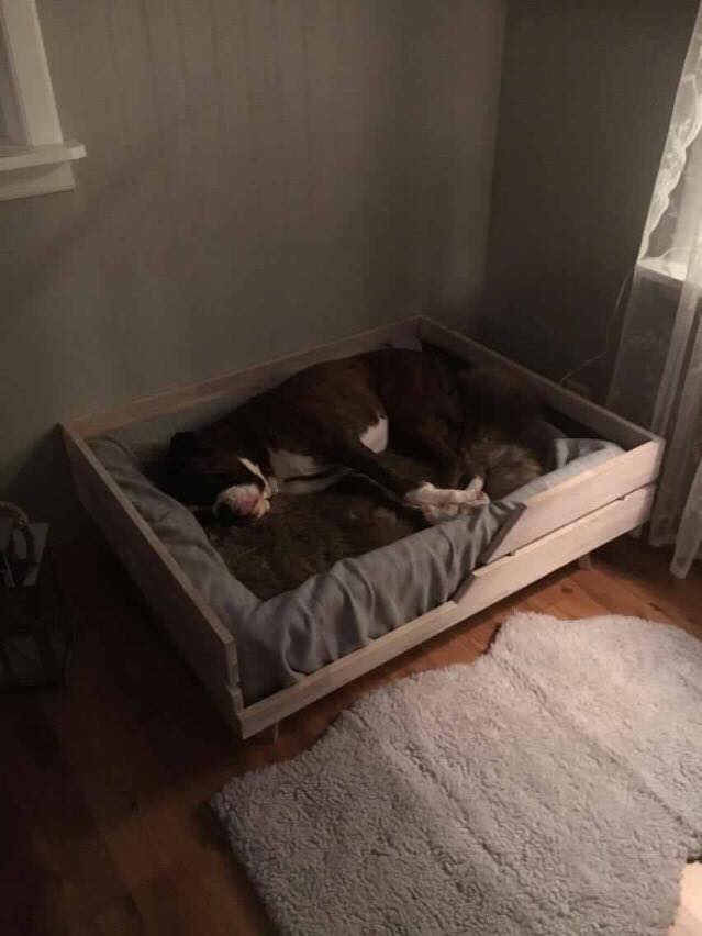 Hundeseng